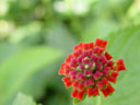 red sage (lantana camara). 2004-09-27, Sony Cybershot DSC-F717.