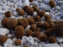 strange brown balls lying all over the beach. 2004-09-27, Sony Cybershot DSC-F717.