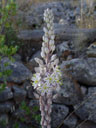 beautiful flower on mount montg¢