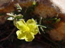 potentilla-ähnliche blüte || foto details: 2004-09-29, mount montg¢ / denia / spain, Sony Cybershot DSC-F717.