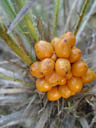 palm berries (trachycarpus fortunei?). 2004-09-29, Sony Cybershot DSC-F717.