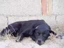beach-dog. 2004-09-30, Sony Cybershot DSC-F717.