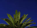 the palm at night (phoenix sp.?)