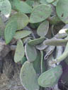 the writable prickly pear. 2004-09-30, Sony Cybershot DSC-F717.