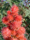 castor-oil plant fruit (rizinus communis). 2004-10-03, Sony Cybershot DSC-F717.
