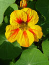 nasturtium (tropaeolum majus)