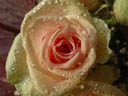 rose (rosa sp.) || foto details: 2004-10-16, rum, austria, Sony Cybershot DSC-F717.