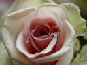rose (rosa sp.)