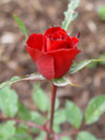rose (rosa sp.) || foto details: 2004-10-21, rum, austria, Sony Cybershot DSC-F717.