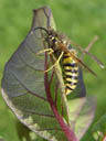 common wasp (vespula vulgaris). 2004-10-30, Sony Cybershot DSC-F717.