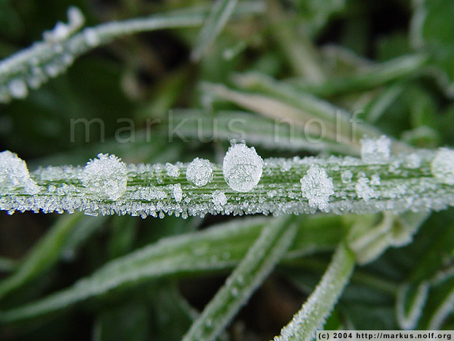 frozen dew