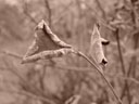 withered hazelnut leaves. 2004-11-26, Sony Cybershot DSC-F717.