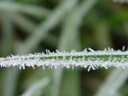 frost || foto details: 2004-11-28, rum, austria, Sony Cybershot DSC-F717.