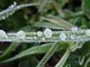 frozen dew. 2004-11-28, Sony Cybershot DSC-F717. keywords: dewdrop, dew