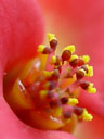 crown of thorns bloom (euphorbia milii), 100% crop. 2005-01-22, Sony Cybershot DSC-F717.