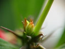 crown of thorns flower buds (euphorbia milii). 2005-01-22, Sony Cybershot DSC-F717.