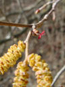 hazelnut (corylus avellana) with both female (small, red) and male (=big, ocher) flowers. 2005-03-27, Sony Cybershot DSC-F505.