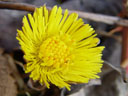 coltsfoot flower (tussilago farfara). 2005-03-11, Sony Cybershot DSC-F717.