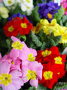 primroses (primula sp.)