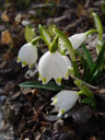 spring snowflake (leucojum vernum)
