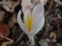 wild crocus (crocus albiflorus). 2005-03-12, Sony Cybershot DSC-F717.