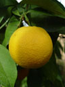 lemon (citrus limon). 2005-03-13, Sony Cybershot DSC-F717.