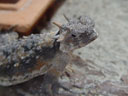 coast horned lizard (phrynosoma coronatum) ?
