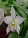 another phalaenopsis hybrid (phalaenopsis sp.)