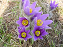 innsbrucker küchenschelle (pulsatilla oenipontana) || foto details: 2005-03-27, thaur / austria, Sony Cybershot DSC-F505.