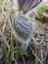 innsbruck's pasqueflower (pulsatilla oenipontana)