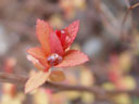 spirea (spirea sp.), catching raindrops. 2005-04-09, Sony Cybershot DSC-F717.