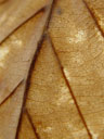 dissolving leaf of a beech (fagus sp.). 2005-04-09, Sony Cybershot DSC-F717.