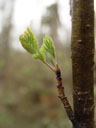 young ash-twig (fraxinus sp.). 2005-04-09, Sony Cybershot DSC-F717.