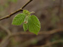 young hazelnut twig (corylus avellana). 2005-04-09, Sony Cybershot DSC-F717.