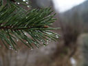 stone pine (pinus cembra?) and raindrops. 2005-04-09, Sony Cybershot DSC-F717.