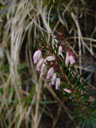 frühlingsheide (erica carnea) || foto details: 2005-03-26, rum, austria, Sony Cybershot DSC-F505.