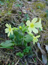 hohe schlüsselblume (primula elatior)? || foto details: 2005-03-26, rum, austria, Sony Cybershot DSC-F505.