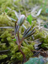 young anemone (anemone nemorosa). 2005-03-26, Sony Cybershot DSC-F505.