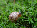 schnecke || foto details: 2005-04-10, rum, austria, Sony Cybershot DSC-F717.