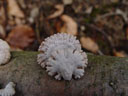 unknown fungus. 2005-04-10, Sony Cybershot DSC-F717.