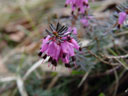 frühlingsheide (erica carnea) || foto details: 2005-04-10, rum, austria, Sony Cybershot DSC-F717.