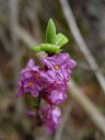 seidelbast-blüten (daphne mezereum) || foto details: 2005-04-10, rum, austria, Sony Cybershot DSC-F717.