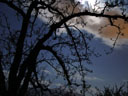 night sky and pear-tree's silhouette. 2005-04-21, Sony Cybershot DSC-F717.
