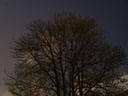 a tree's silhouette