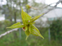 young aspen shoot (populus tremula). 2005-04-17, Sony Cybershot DSC-F717.