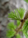young larch shoot (larix europaea)