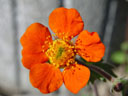 avens (geum sp.)