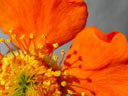 avens (geum sp.) closeup