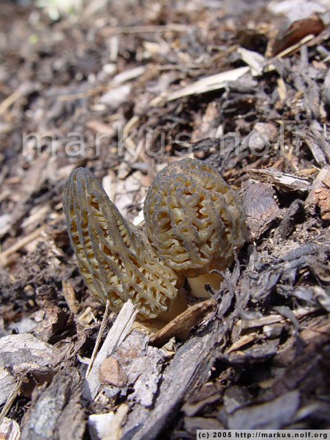 black morel (morchella conica), growing in our backyard!