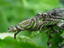 small tortoiseshell (aglais urticae) caterpillars. 2005-05-20, Sony Cybershot DSC-F717.